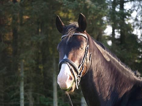 Hannoveraner DON DIVINIO - fordi han har charme. billede 6