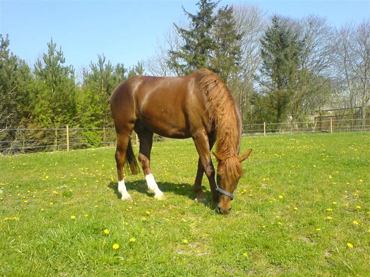 Anden særlig race Figaro <3 billede 14