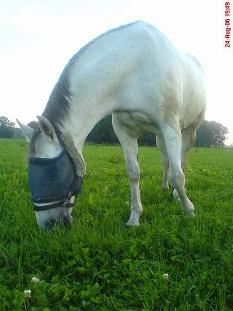 Anden særlig race Cisco - Sommeraften på folden.. billede 8