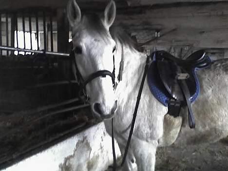 Anden særlig race Cisco - Så er vi ved at være klar til at tage ud på opdagelse;) billede 9