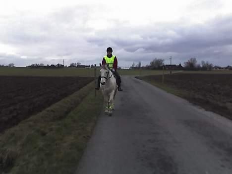 Anden særlig race Cisco - <3 billede 11