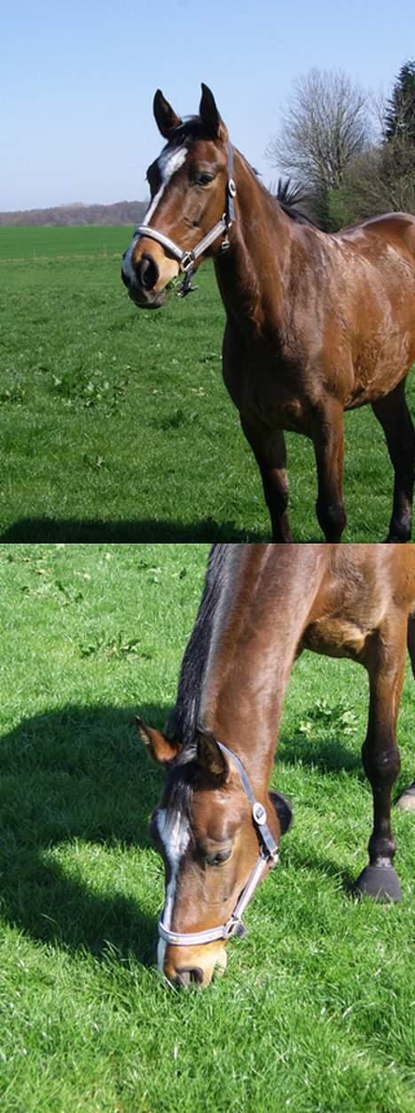 Dansk Varmblod  Møllegråds Perle  *død* - på mark, efter ridetur... billede 14