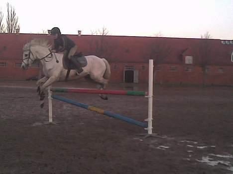 Connemara Maximillian af Ellebrud billede 6