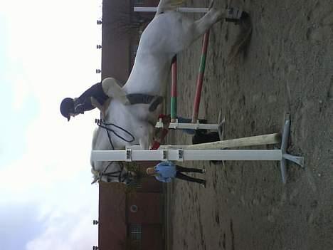 Connemara Maximillian af Ellebrud - springer 130cm uden sadel billede 7