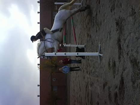 Connemara Maximillian af Ellebrud - springer 130cm. uden sadel billede 8