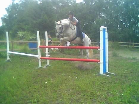 Connemara Maximillian af Ellebrud - Springer 120cm dette billed er ca.4 år gammelt billede 9