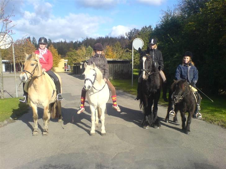 Fjordhest  Bella (¯`v´¯ ) solgt - Dejlig dag med dejlige venner ! billede 10