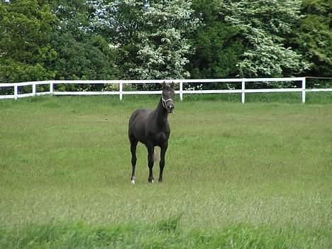 Frederiksborg Herakles - 2006- 1 år og 4 mdr. billede 7