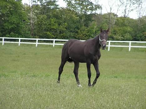 Frederiksborg Herakles - 2006- 1 år og 4 mdr.  billede 8