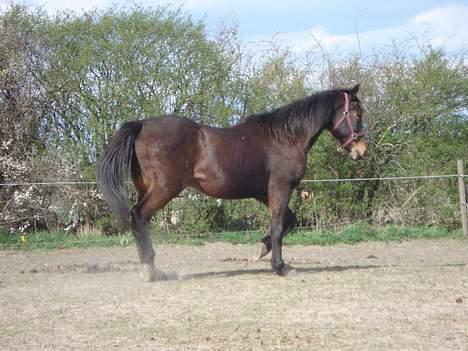 Traver Owens Rødbylund (aflivet) billede 15