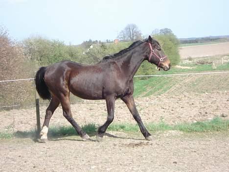 Traver Owens Rødbylund (aflivet) billede 16