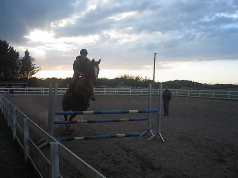 Dansk Varmblod Jeanet Von Pøl <3 R.I.P - mit ynglings billed billede 1