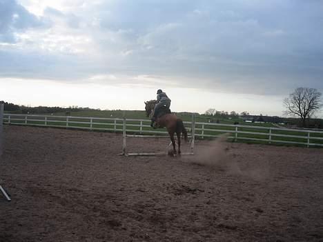 Dansk Varmblod Jeanet Von Pøl <3 R.I.P - os på en lodret til springundervisning billede 2