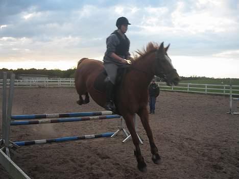 Dansk Varmblod Jeanet Von Pøl <3 R.I.P - Os igen.. fuld fokus på næste spring billede 3