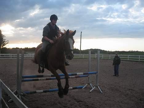 Dansk Varmblod Jeanet Von Pøl <3 R.I.P - wee billede 4