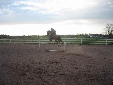 Dansk Varmblod Jeanet Von Pøl <3 R.I.P - en lodret på 1,10cm. billede 5