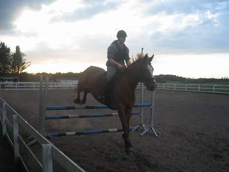 Dansk Varmblod Jeanet Von Pøl <3 R.I.P - Kristina er en god fotograf billede 6