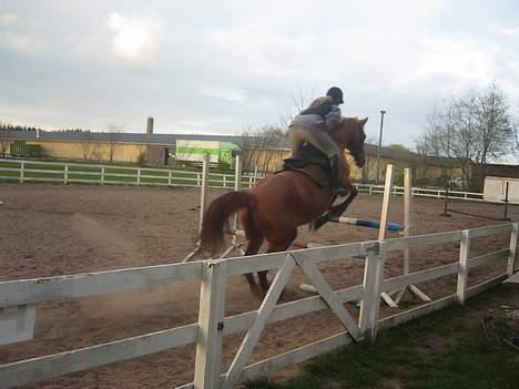 Dansk Varmblod Jeanet Von Pøl <3 R.I.P - We belive We can fly billede 7