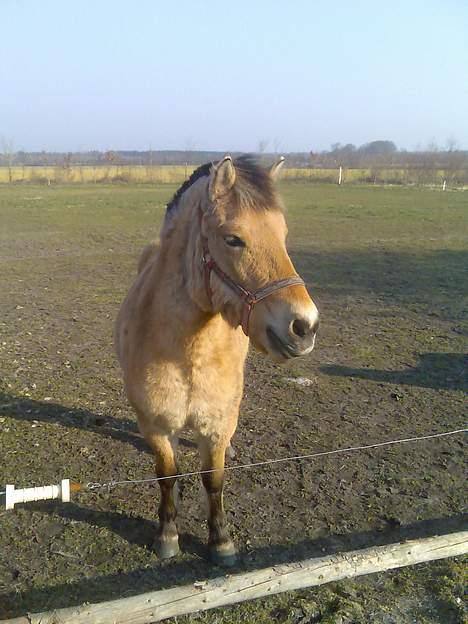 Anden særlig race Gravgaard's Musse - Musse på folden :) billede 1