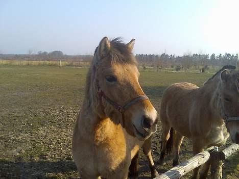 Anden særlig race Gravgaard's Musse billede 2