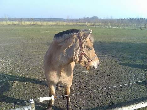 Anden særlig race Gravgaard's Musse billede 3