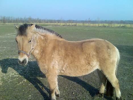 Anden særlig race Gravgaard's Musse billede 4