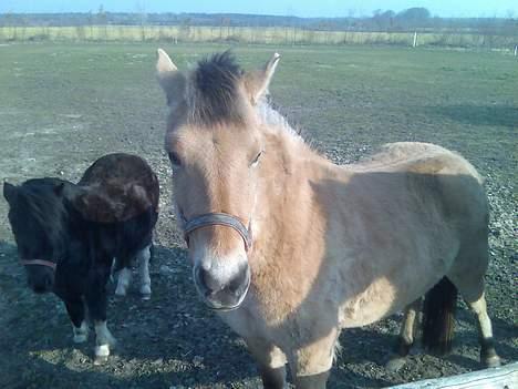Anden særlig race Gravgaard's Musse billede 5