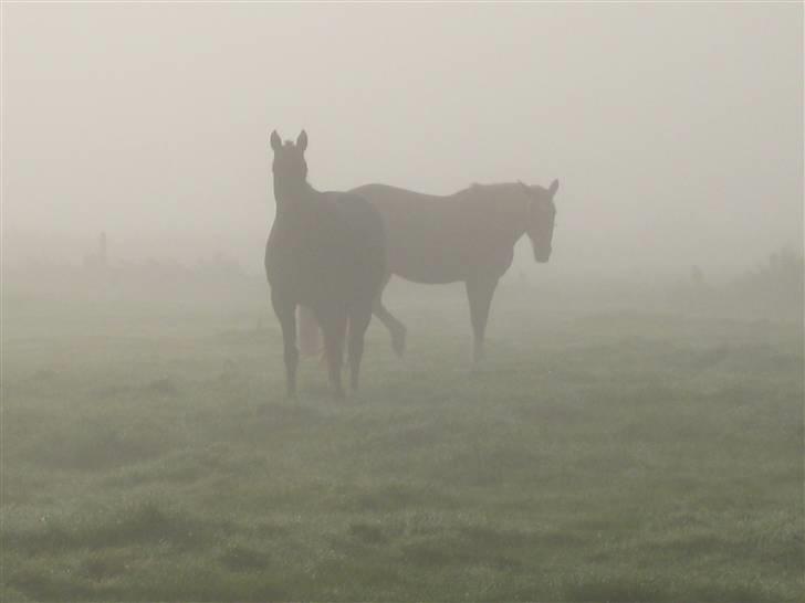 Anden særlig race Samson - Dis en tidlig september morgen... Så smukt billede 2