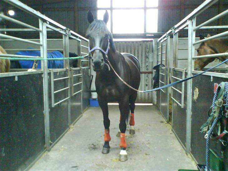 Anden særlig race Samson - d.05.04.07    Næsten klar til en ridetur... billede 6