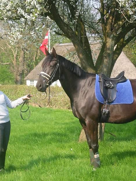 Anden særlig race Samson - Der var også lige sådan et fint træ billede 7