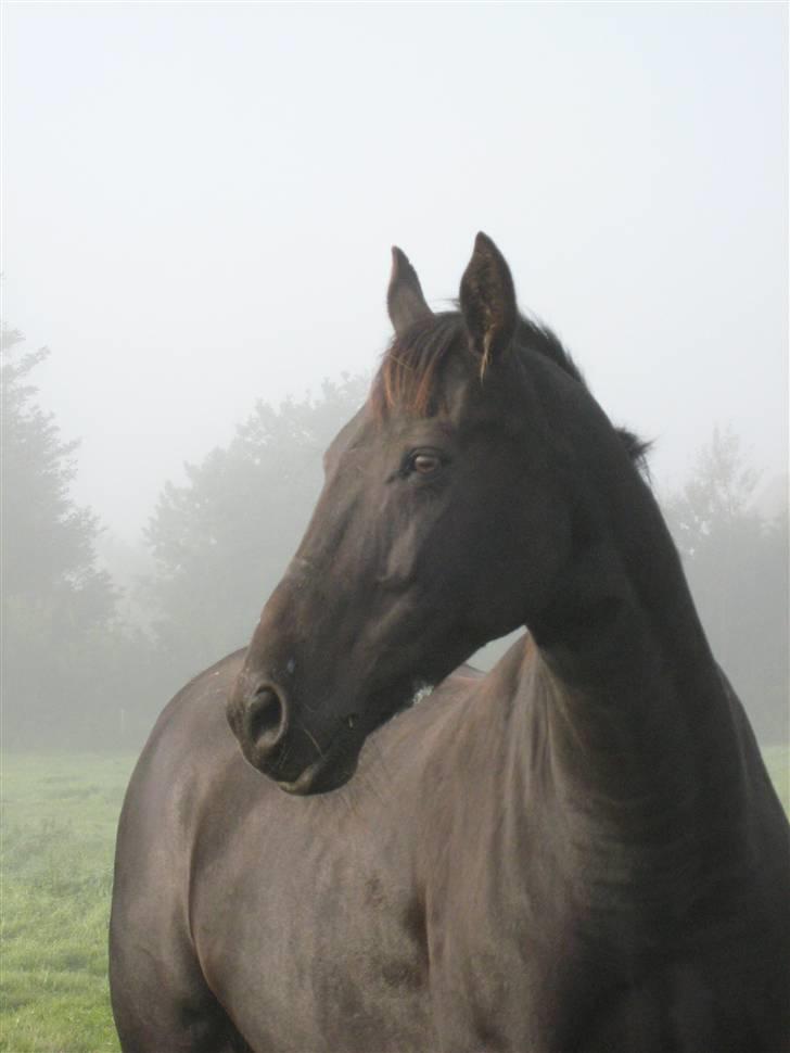 Anden særlig race Samson - På besøg ved Samson billede 8