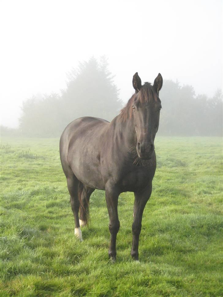 Anden særlig race Samson - På besøg ved Samson, sikke tyk han er blevet af alt det gode græs! billede 9