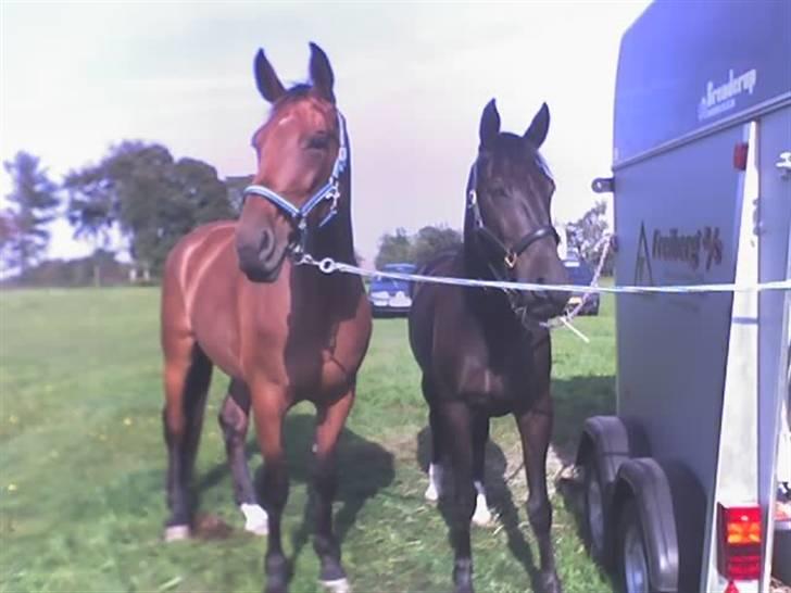 Anden særlig race Samson - Samson med hans veninde Liza billede 10