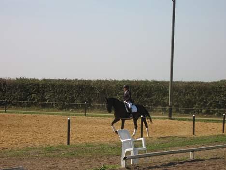 Anden særlig race Samson - Toftlund billede 12