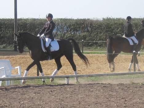 Anden særlig race Samson - Toftlund billede 13