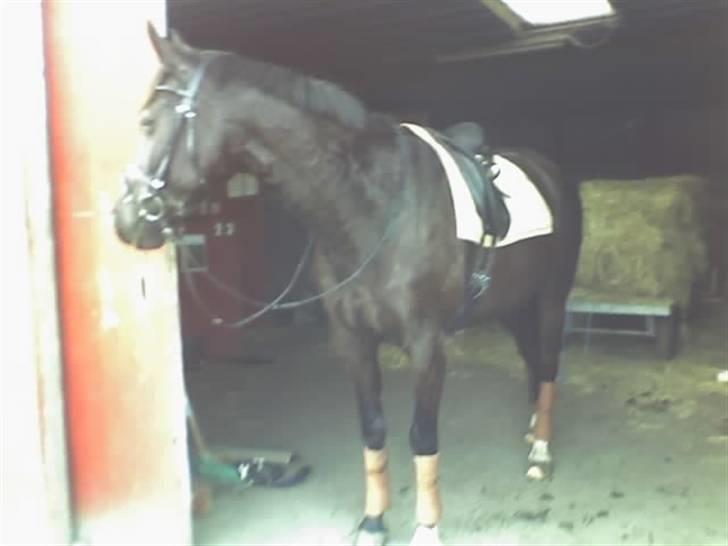 Anden særlig race Samson - Efter endt ridetur... Puha han har svedt billede 14