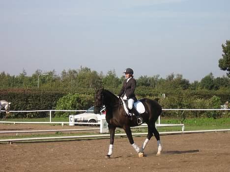 Anden særlig race Samson - Toftlund billede 15