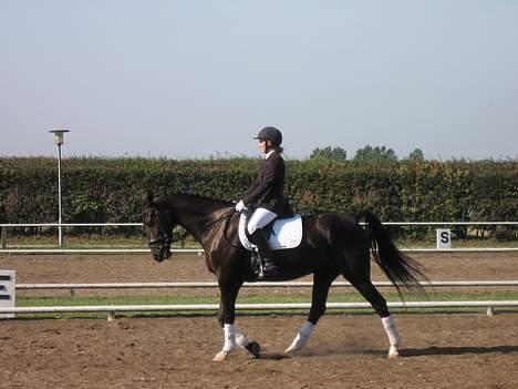 Anden særlig race Samson - Toftlund billede 16