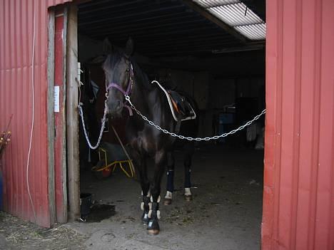 Anden særlig race Samson - næsten klar til spring billede 17