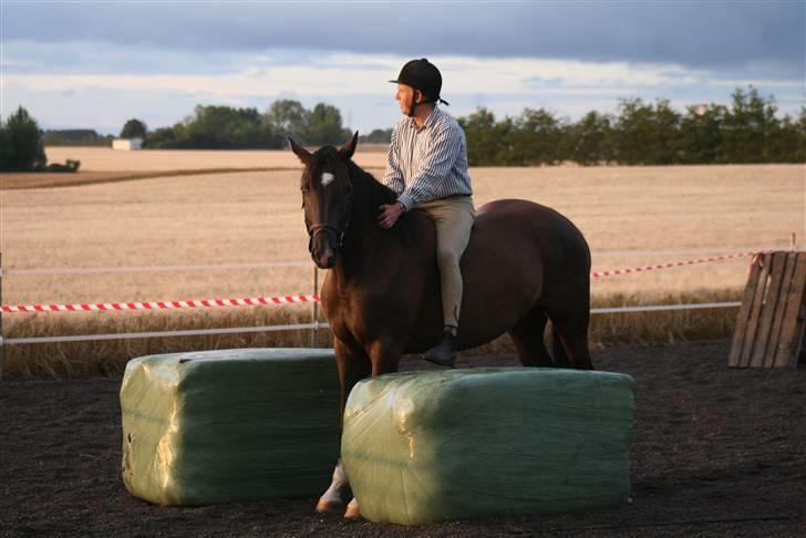 Dansk Varmblod Zeus af Teglgård - Juli 08. 3 gang med rytter. billede 15