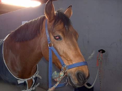 Anden særlig race Chablis*solgt* billede 11