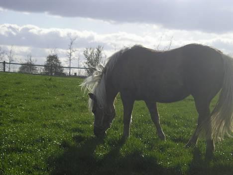 Haflinger misty billede 2