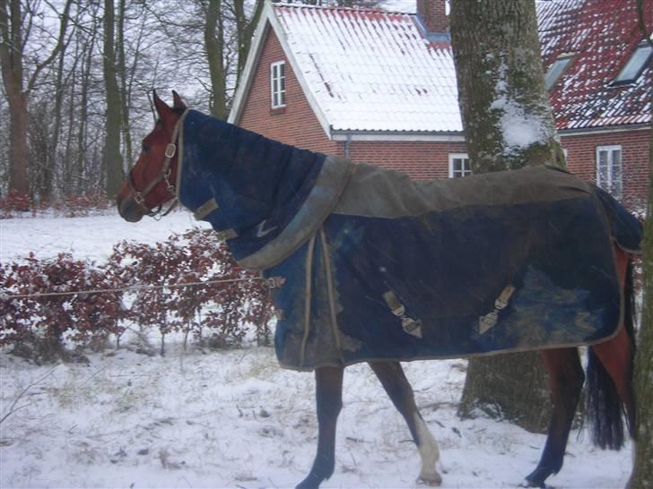 Dansk Varmblod Jeaton (aflivet) billede 15