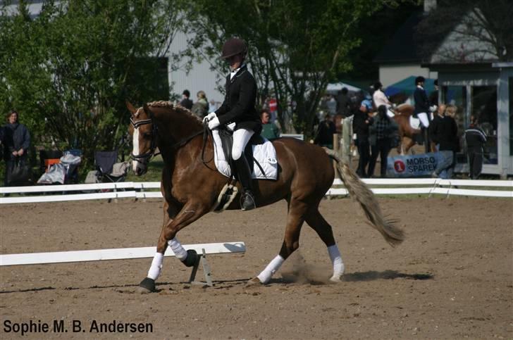 Welsh Cob (sec D) Mondetgårds Lady Duchess - 18.  Inde og starte min LB2. som jeg vandt med 65,15 % 2007 billede 14