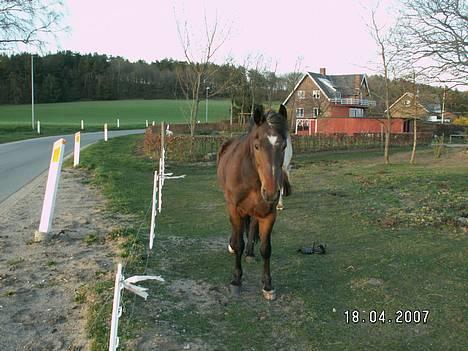 New Forest Henderson Sierra  billede 16