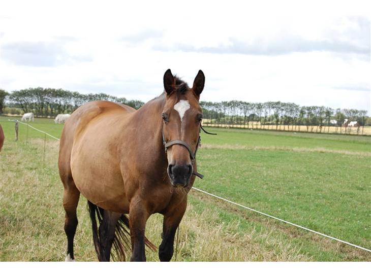 {{currentPhoto.altText}} billede {{currentPhoto.number}}