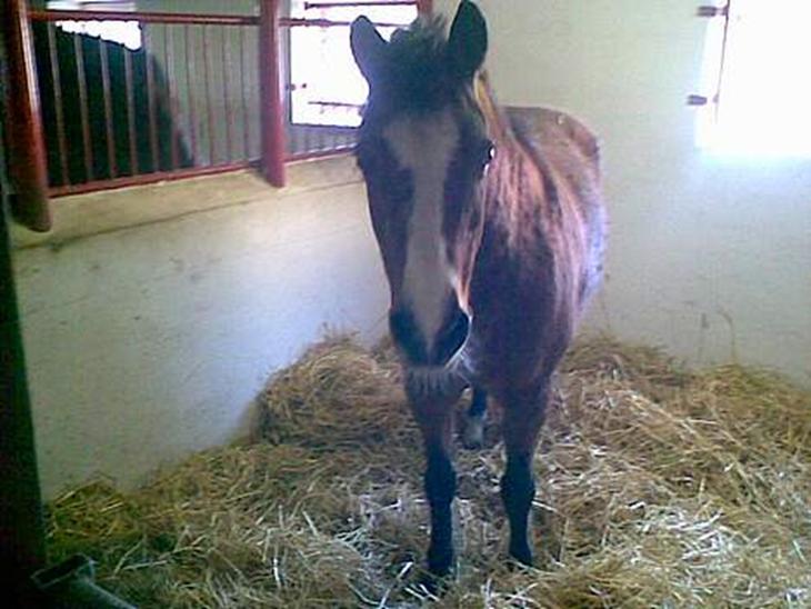 {{currentPhoto.altText}} billede {{currentPhoto.number}}