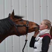 Anden særlig race Halkærhus Painted Pony Aladdin