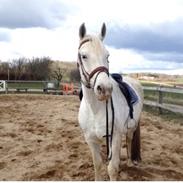 Anden særlig race Madonna