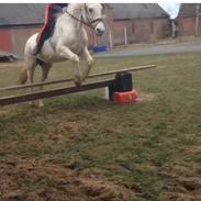 Anden særlig race Madonna